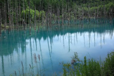 Ormandaki mavi göl.