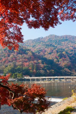 Japonya 'da sonbahar mevsiminde renkli akçaağaç ağaçları ve nehir