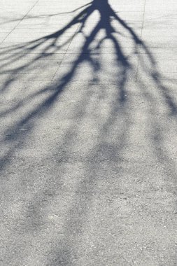 Gri asfalt üzerinde ağaç gölgeleri