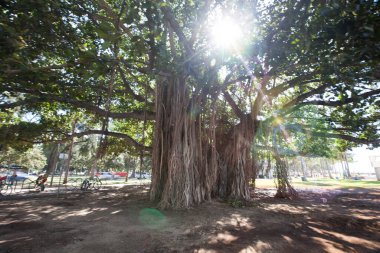 Parkta güneş ışığı olan büyük bir ağaç.