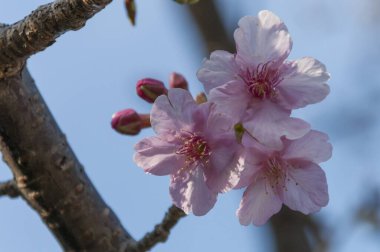 Güzel çiçekler, yakın görüş, doğa konsepti.