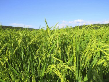 Kırsalda pirinç tarlası 