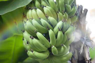 Yeşil muzlu muz ağacının yakın plan görüntüsü       