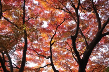 Şehir parkında renkli sonbahar ağaçları, gündüz görüşü 
