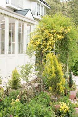 Beyaz sarayın önündeki bahçede yeşil bitkilerden ve sarı çiçeklerden oluşan güzel bir kemer.