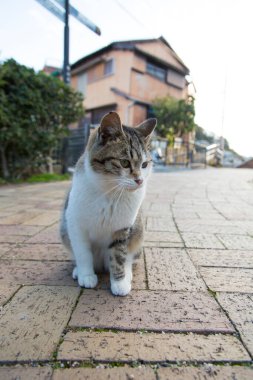 Caddedeki sevimli gri ve beyaz kedinin yakın plan görüntüsü