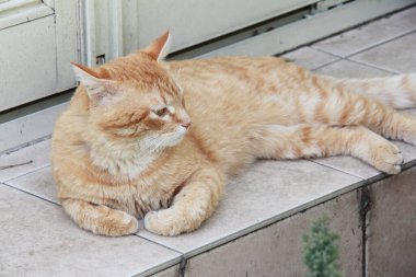 Kedi sokakta dinleniyor.