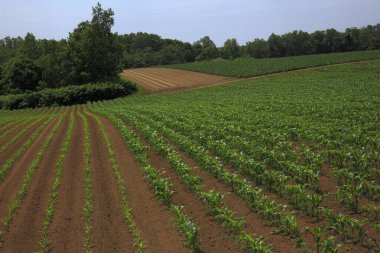 Yeşil mısır tarlası
