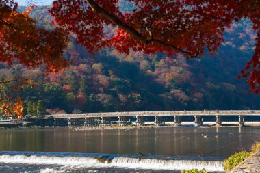 Japonya 'da sonbahar mevsiminde renkli akçaağaç ağaçları ve nehir
