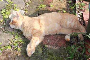 Kırmızı kedi yerde uyuyor..