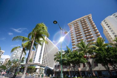 Altından güzel, uzun palmiye ağaçları görünüyor. 