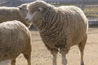 Çiftlikteki koyunların manzarası