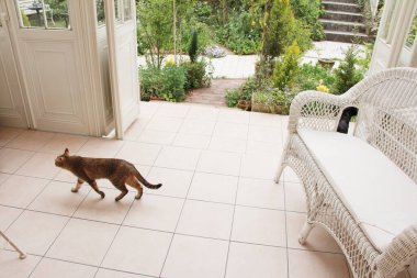 Güzel siyah kedi yaz bahçesinin yanındaki terasta. 