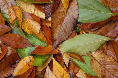 Renkli sonbahar yaprakları, yakın görünüm