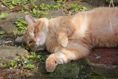 Kedi çimenlerde uyuyor.