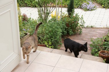 Sokakta yürüyen iki sevimli kedi.