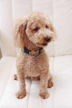 Evin içinde sevimli bir köpek, yakın çekim. 