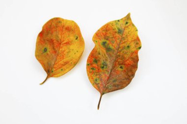 Beyaz arkaplanda renkli sonbahar yaprakları izole