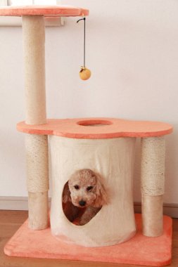 Evdeki sevimli köpeğin portresi. 