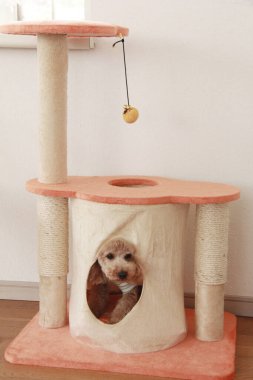 Evdeki sevimli köpeğin portresi. 