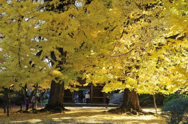 Şehir parkında renkli sonbahar ağaçları, gündüz görüşü 