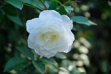 Bahçede beyaz gül çiçeği
