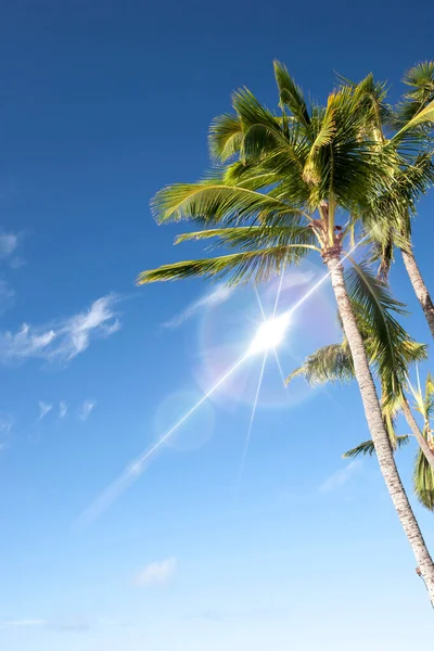 Vacker Hög Palm Utsikt Underifrån — Stockfoto