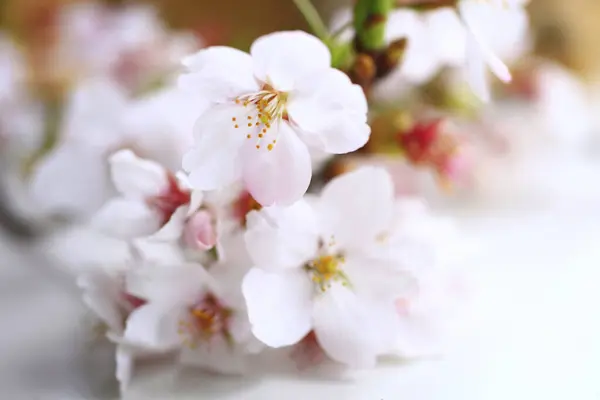 Flor Cereja Flores Sakura Japão — Fotografia de Stock