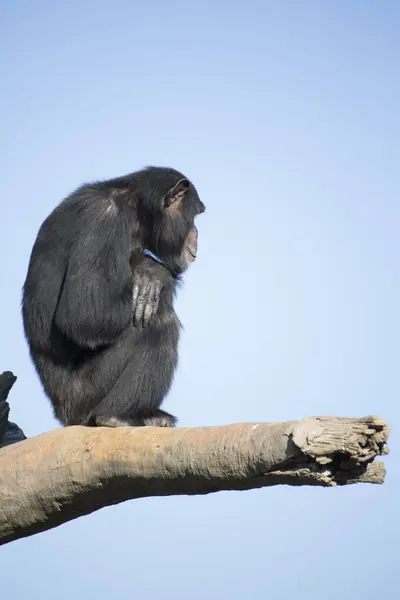 Czarny Małpa Siedzi Drzewo Gałąź — Zdjęcie stockowe