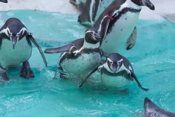 动物园里有蓝色水的企鹅 — 图库照片