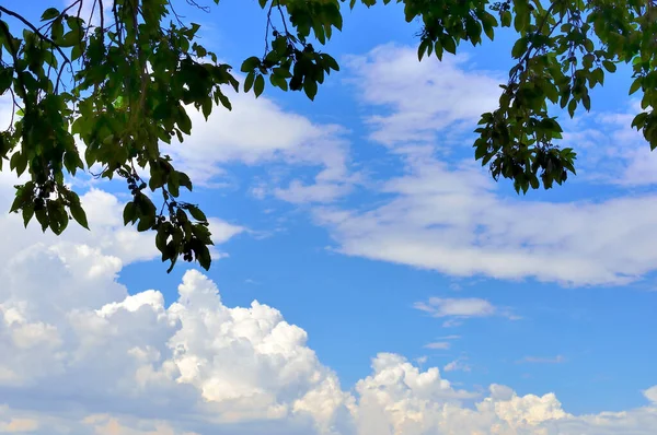 Gyönyörű Felhők Zöld Levelek Kék — Stock Fotó