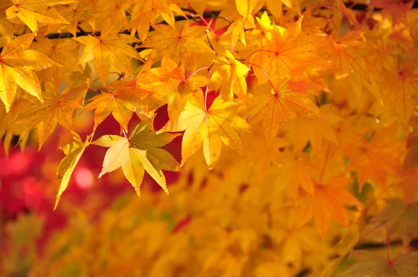 Şehir Parkında Renkli Sonbahar Ağaçları Gündüz Görüşü — Stok fotoğraf