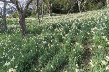Bahçede bahar çiçekleri
