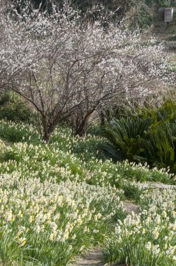 Güzel botanik fotoğrafı, doğal duvar kağıdı.