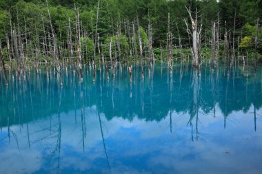 Ormandaki mavi gölün yansıması