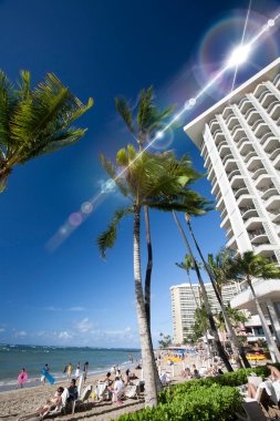 Altından güzel, uzun palmiye ağaçları görünüyor. 