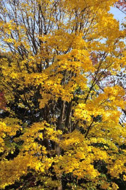 Şehir parkında renkli sonbahar ağaçları, gündüz görüşü 