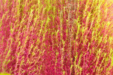 Kırmızı ve yeşil yapraklı güzel, parlak bitkiler