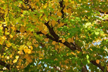 Şehir parkında renkli sonbahar ağaçları, gündüz görüşü 