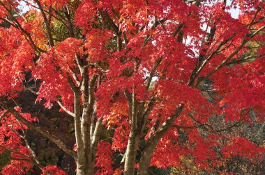 Şehir parkında renkli sonbahar ağaçları, gündüz görüşü 
