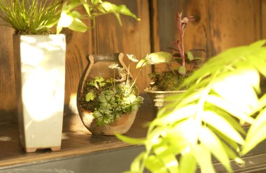 Güneş ışığı yeşil yaprakların arasından kapalı saksı bitkilerine vuruyor.