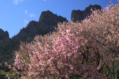 İlkbaharda kiraz çiçeği