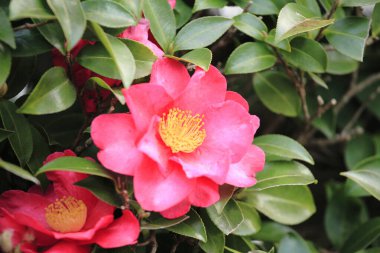 Bahçedeki pembe çiçekler