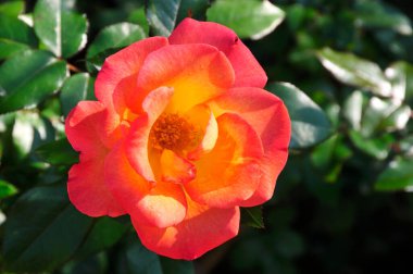 Yeşil yapraklı güzel turuncu gül