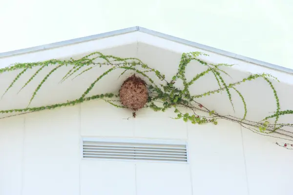 Hnízdo Vos Pod Střechou Domu Zelené Rostliny — Stock fotografie
