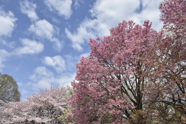 Japonya 'daki bahar parkında pembe sakura çiçeği. 