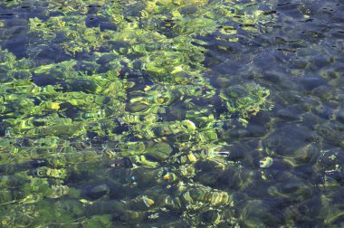 Suda yeşil yosunlu doğa manzarası. 