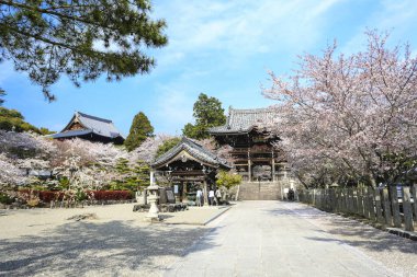 Baharda kiraz çiçekli Japon tapınağı.