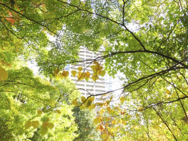 Renkli sonbahar yaprakları ve sanatsal ağaç dalları