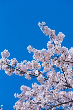 Güzel ilkbahar beyaz kiraz çiçekleri 